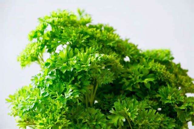Parsley Kitchen garden herb