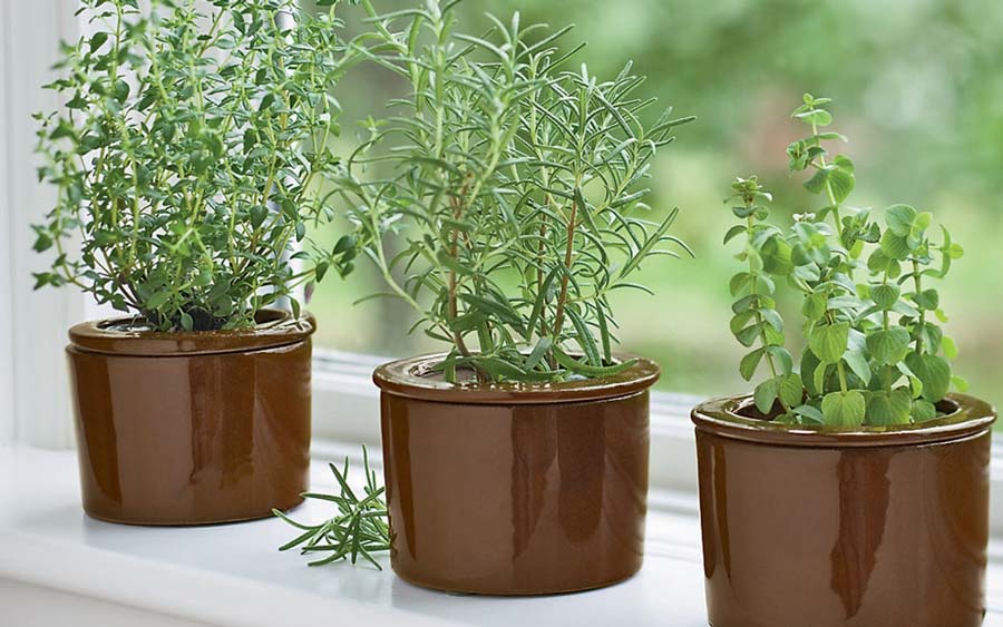 How To Create A Kitchen Garden With Top 10 Healthy Herbs